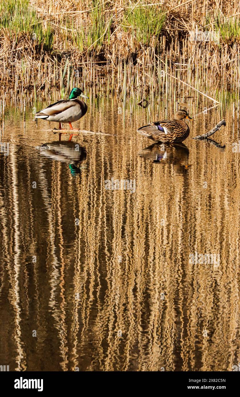 Due mallards nello stagno, nella riserva naturale, nel lago di Neuchâtel, in Svizzera Foto Stock