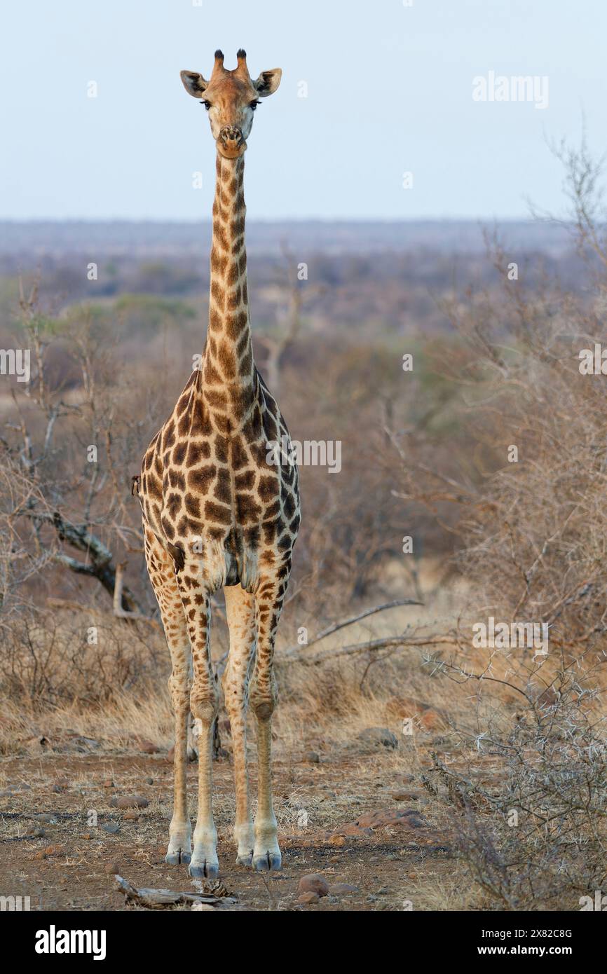 Giraffa sudafricana (Giraffa camelopardalis giraffa) con due ossiponi a becco rosso, macchina fotografica per giraffa per adulti, luce serale, Parco nazionale Kruger Foto Stock