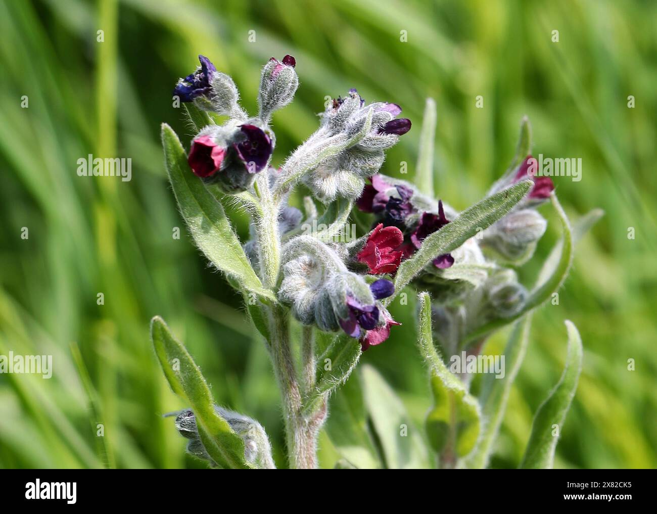 Houndstongue, Cynoglossum officinale, Boraginaceae. Aka pied stooth, lingua del cane, fiore zingaro, topi e topi (a causa del suo odore). Foto Stock