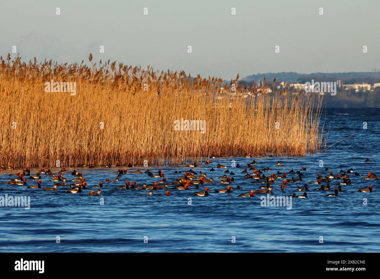 Un gruppo di frutteti e altre anatre, la riserva naturale grande Caric, il lago Neuchâtel, Svizzera Foto Stock