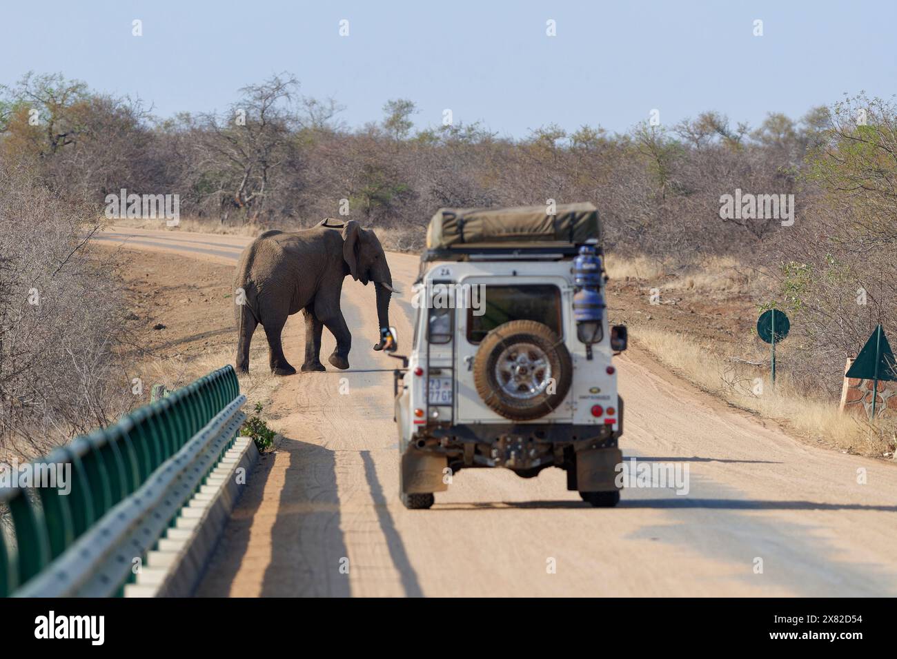 Elefante africano (Loxodonta africana), toro, che attraversa la strada, di fronte a un veicolo fuoristrada, che si ferma sul ponte sul fiume Olifants, Foto Stock