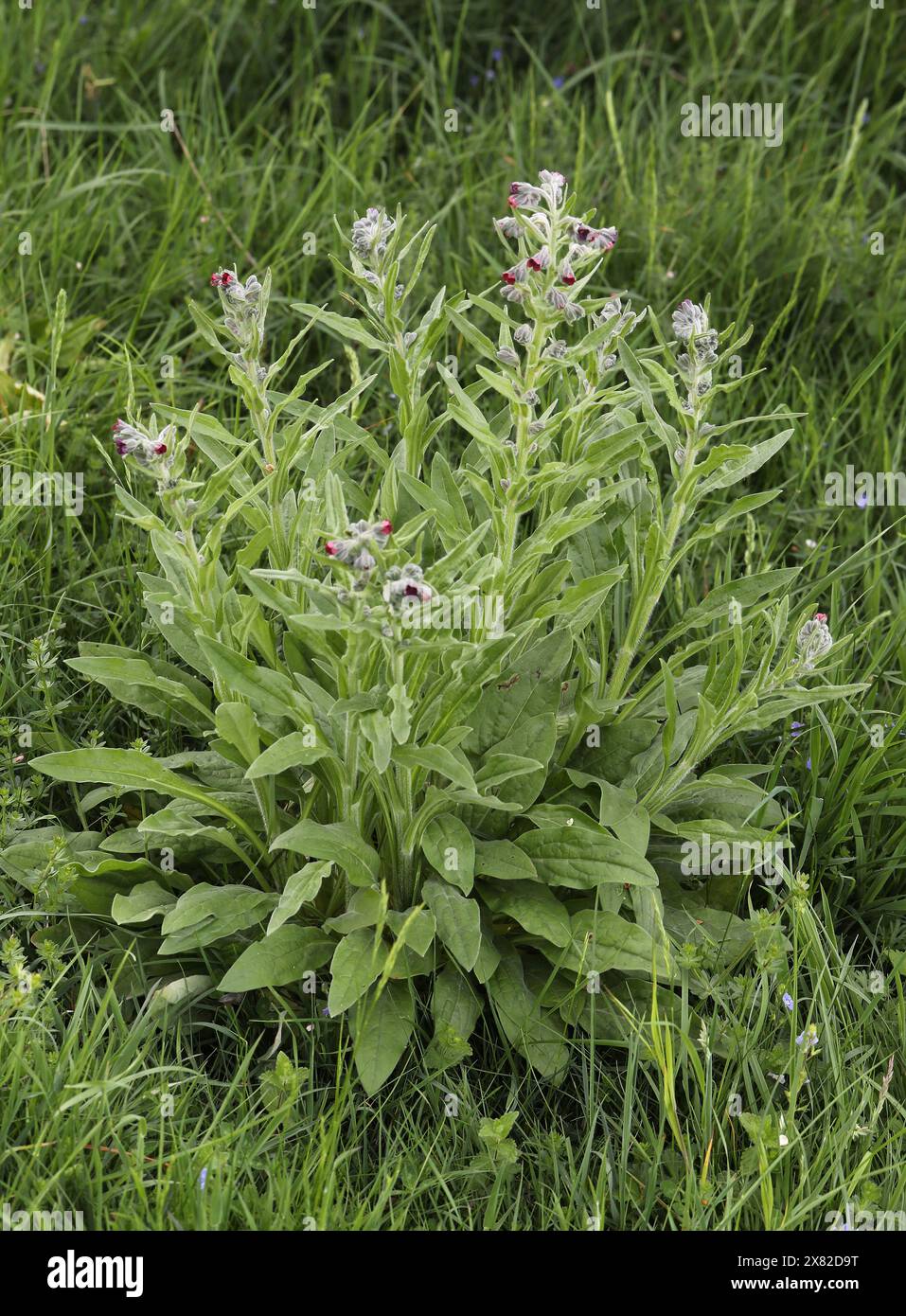 Houndstongue, Cynoglossum officinale, Boraginaceae. Aka pied stooth, lingua del cane, fiore zingaro, topi e topi (a causa del suo odore). Foto Stock