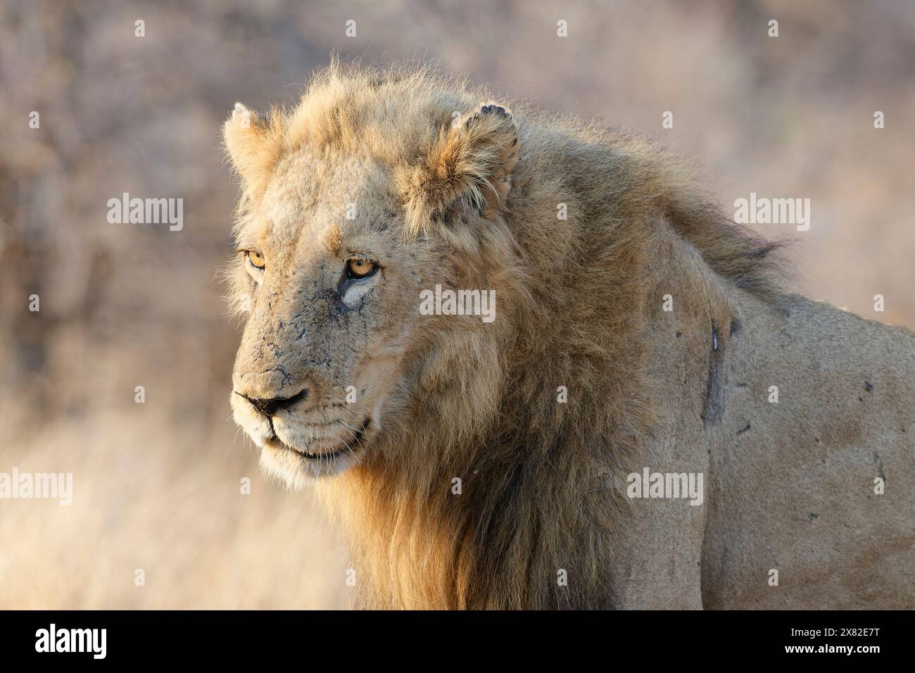 Leone africano (Panthera leo melanochaita), maschio adulto, in piedi alla luce del mattino, ritratto di animali, Parco Nazionale di Kruger, Sudafrica, Africa Foto Stock