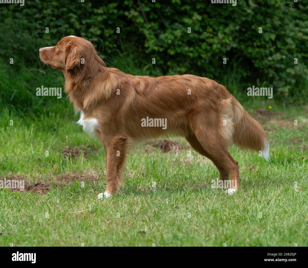 Nova Scotia Duck Tolling retriever Foto Stock