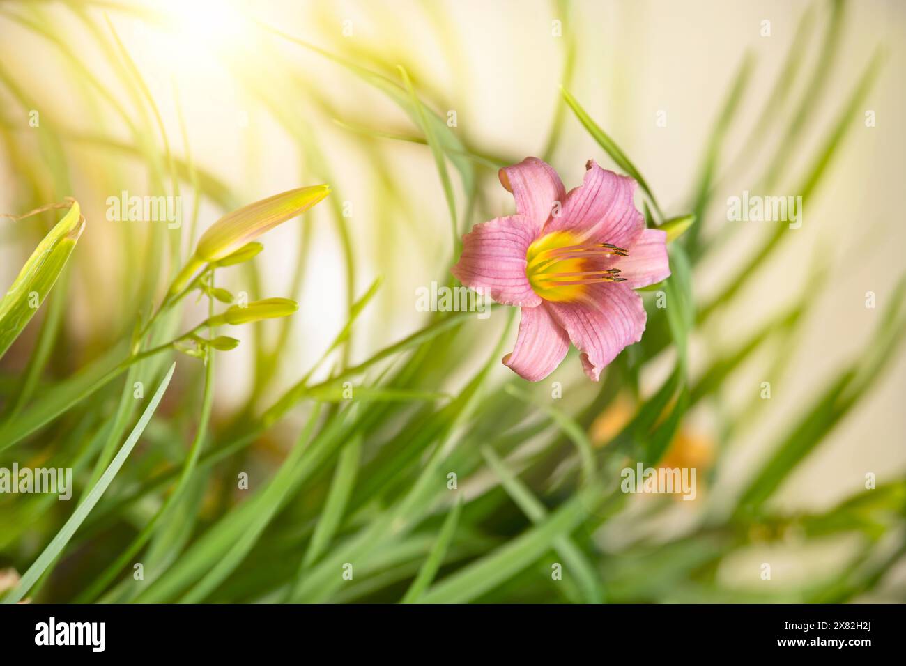 Fiore di giglio per un giorno, rosa tenue, con un look da sogno e un bagliore di luce solare. Foto Stock