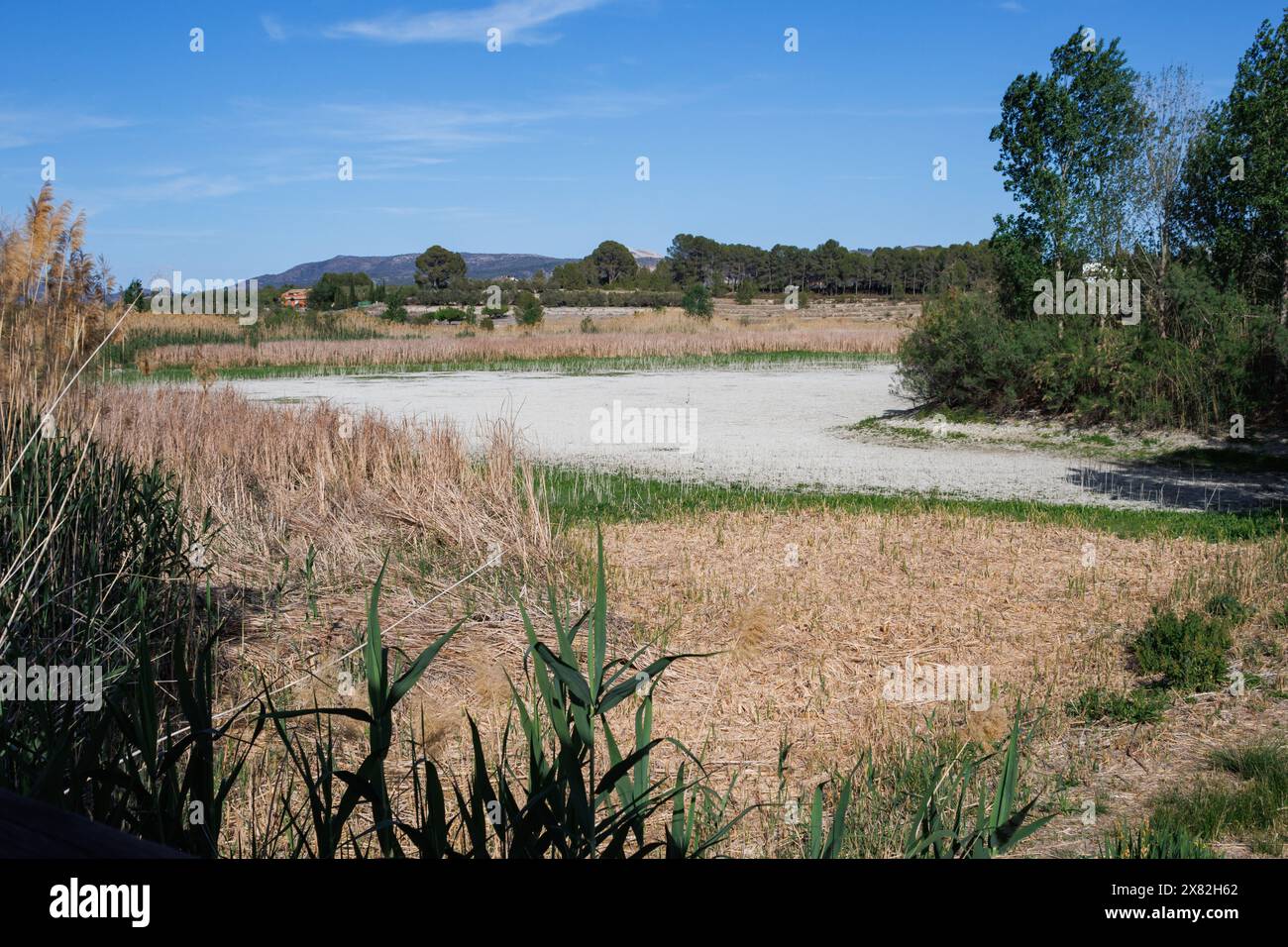 Siccità estrema nella Comunidad Valenciana, nella zona umida della laguna di Gayanes senza acqua, Spagna Foto Stock