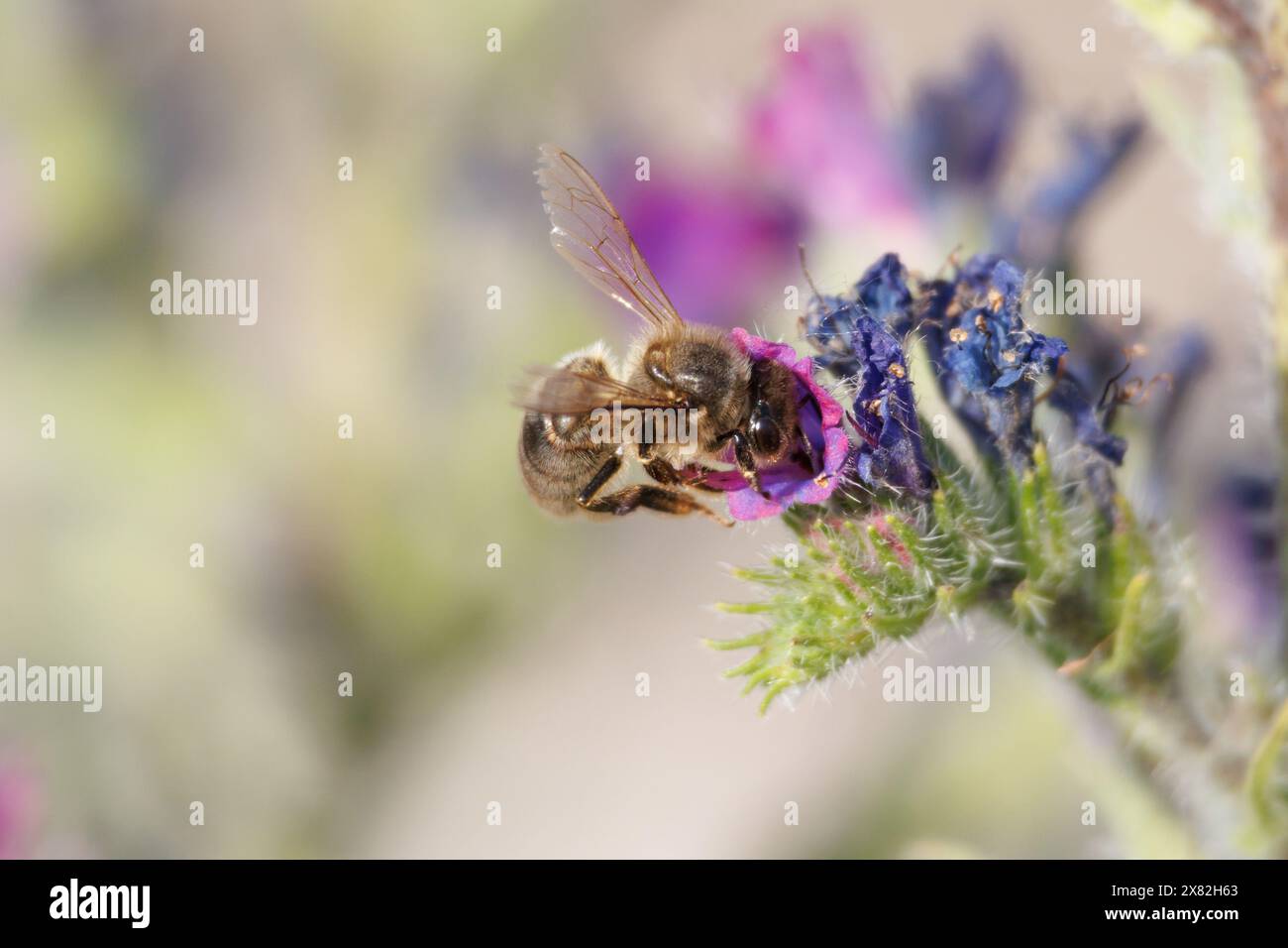 Apis mellifera o api europee che si nutrono di piante di echium creticum, Gayanes, Spagna Foto Stock