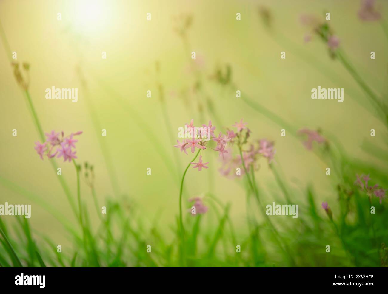 Pianta di fioritura dell'aglio della società, con bagliori tenui e caldi colori solari. Foto Stock