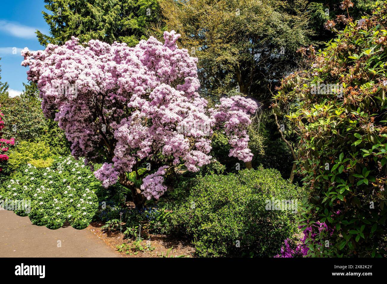 Ericaceae Rhodendron yunnanense Foto Stock