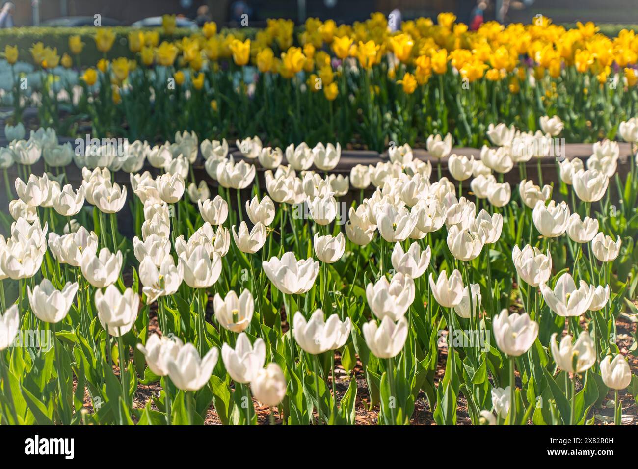 Tulipani bianchi e gialli per le strade della città. Decorazione floreale primaverile. Tulipani nel design paesaggistico. Messa a fuoco selezionata. Foto di alta qualità Foto Stock