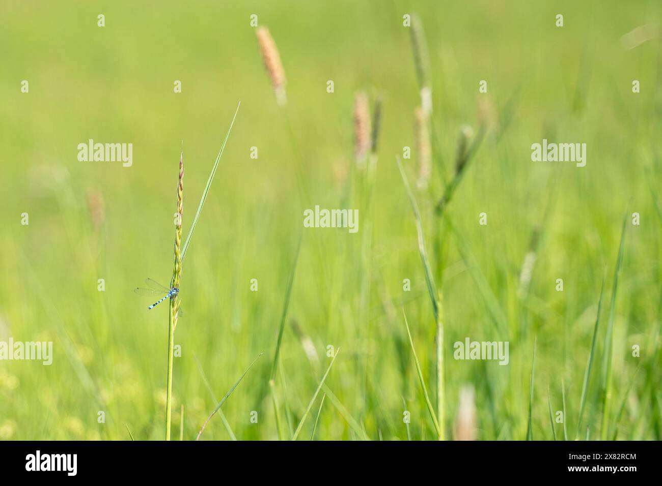 Dragonfly in erba Foto Stock