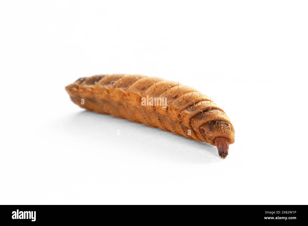 La larva commestibile del soldato nero vola su uno sfondo bianco Foto Stock