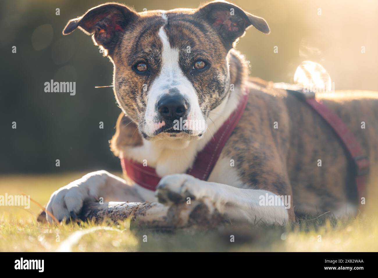 Primo piano di cani bianchi e marroni di razza mista che fissano nella fotocamera con la luce del sole sullo sfondo Foto Stock