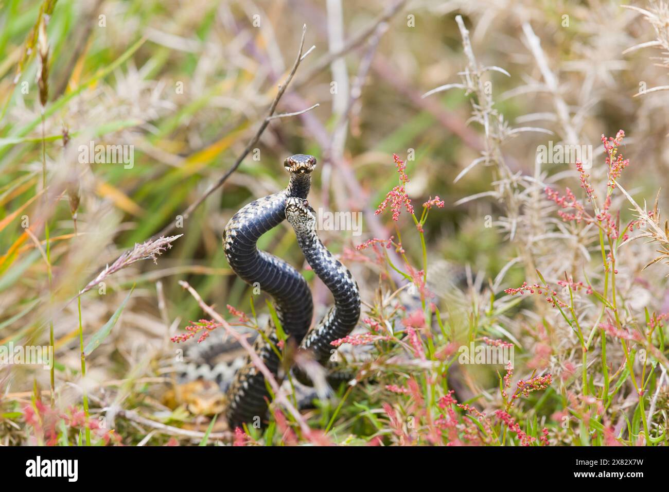 European Adder Vipera berus, 2 adulti maschi che combattono, Suffolk, Inghilterra, aprile Foto Stock