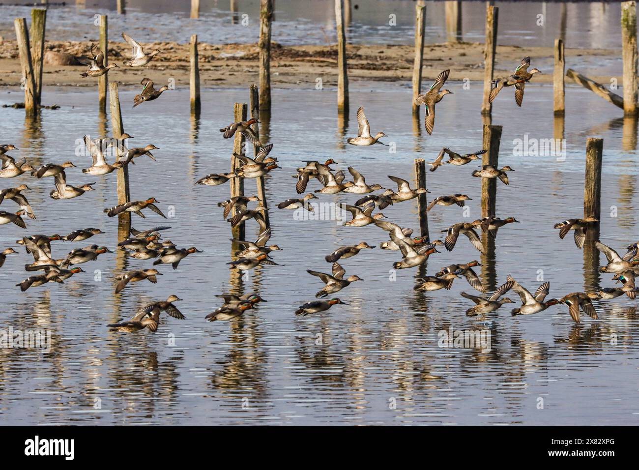 Gruppo di tè eurasiatici comuni in volo, lago di Neuchâtel, Svizzera Foto Stock