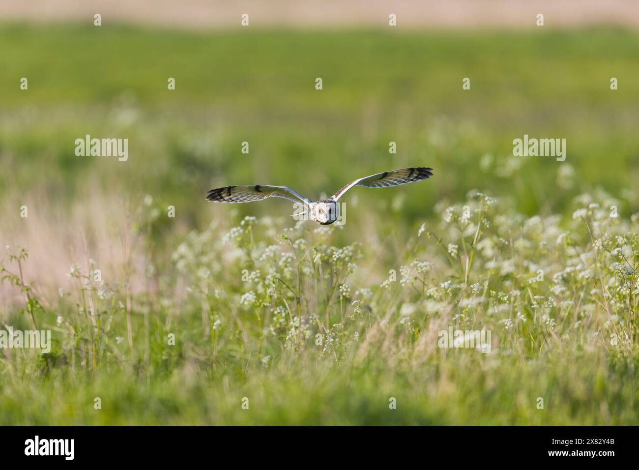 Gufo dalle orecchie corte Asio flammeus, adulto che sorvola il prezzemolo di mucca Anthriscus sylvestris, Suffolk, Inghilterra, maggio Foto Stock