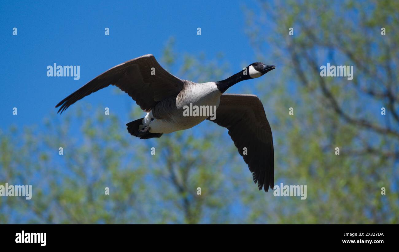 Un grande uccello, forse una specie canadese, vola con grazia attraverso un cielo blu limpido, gettando un'ombra sotto. Foto Stock