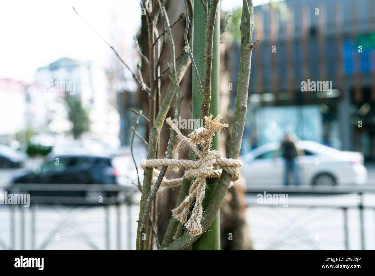 Corda all'albero nel parco per proteggere e gruppo di rami per sfondo e ispirazione Foto Stock