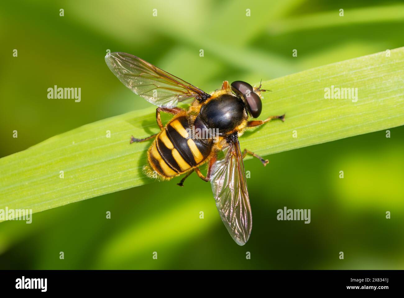 Hoverfly di torba barrata gialla - Sericomyia silentis Foto Stock