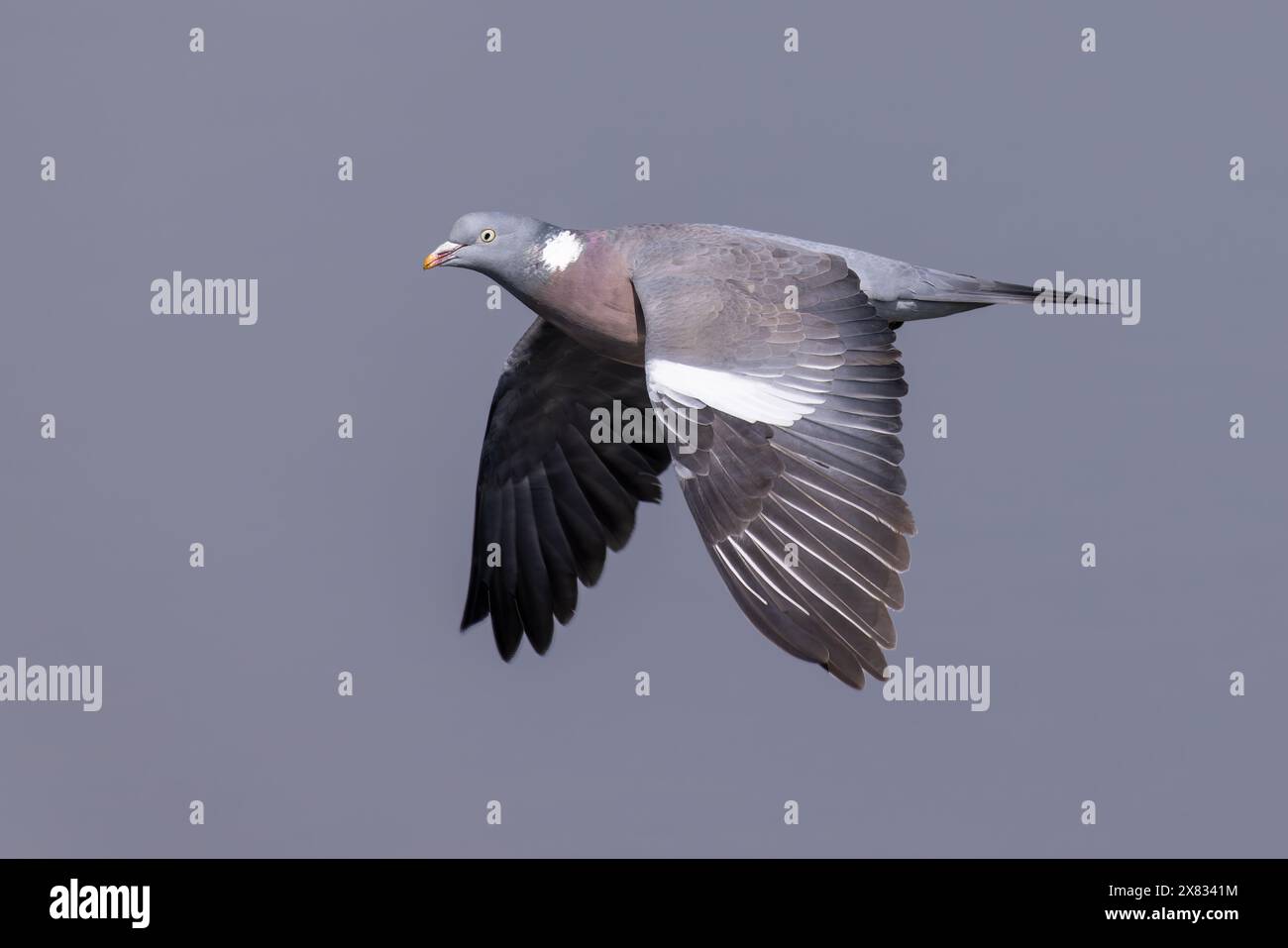 Woodpigeon in volo con le ali abbassate Foto Stock