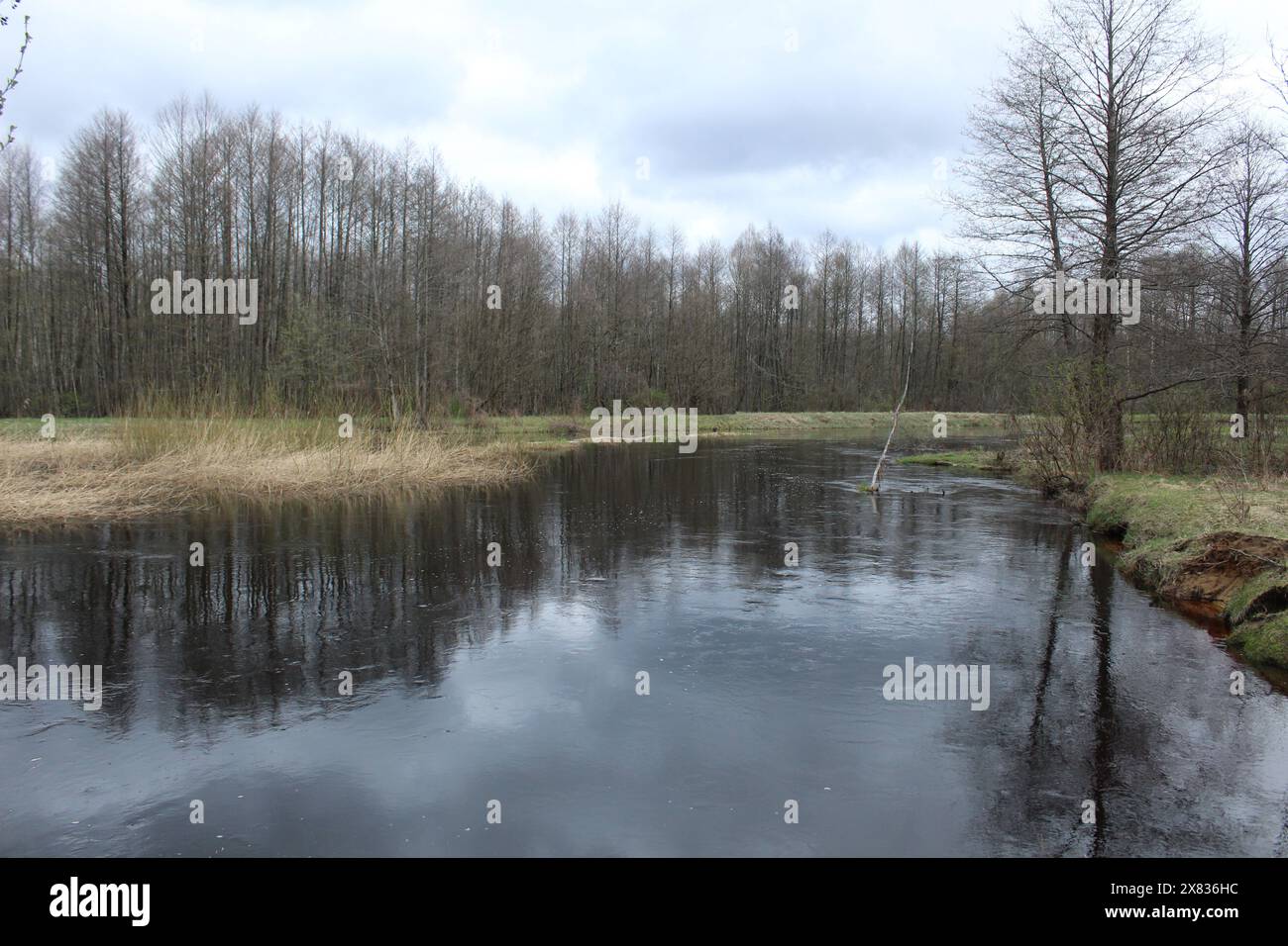 Paesaggio autunnale, fiume, foresta, cielo grigio sulla riva del fiume. Cupo paesaggio autunnale grigio. Foto Stock