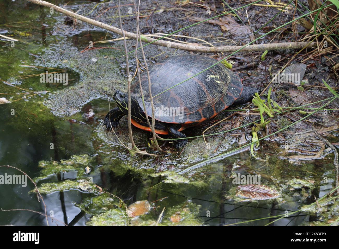 Un cooter rosso del nord che riposa al sole Foto Stock
