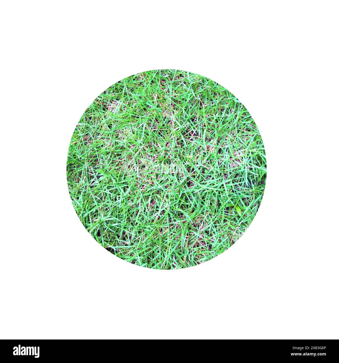 Sfondo circolare, con trama di erba verde Foto Stock