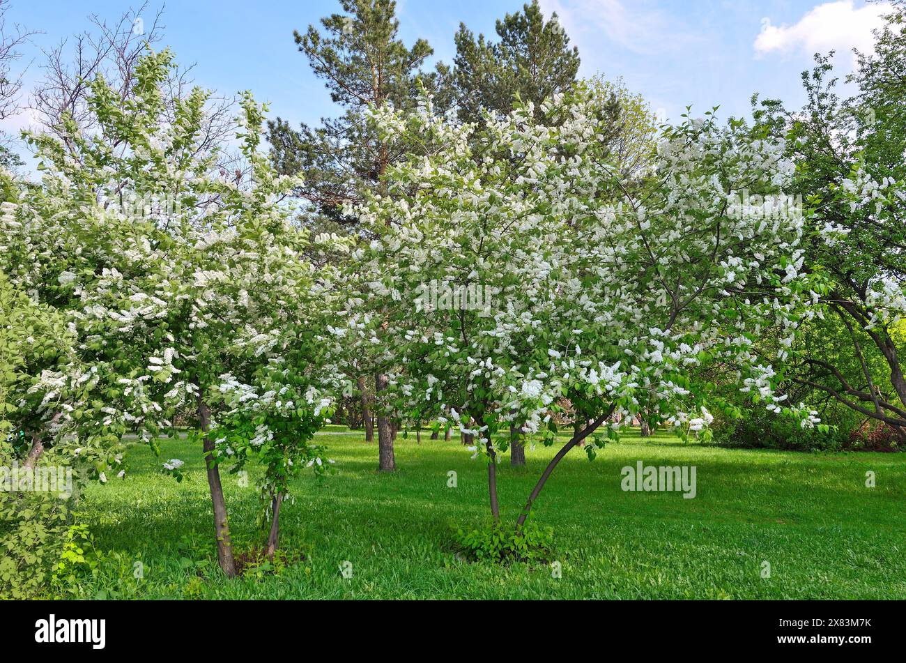 Ciliegi di uccelli bianchi in fiore (Prunus padus), o hackberry nel parco cittadino primaverile - bel paesaggio urbano primaverile soleggiato. Fragranza bianca lussureggiante Foto Stock