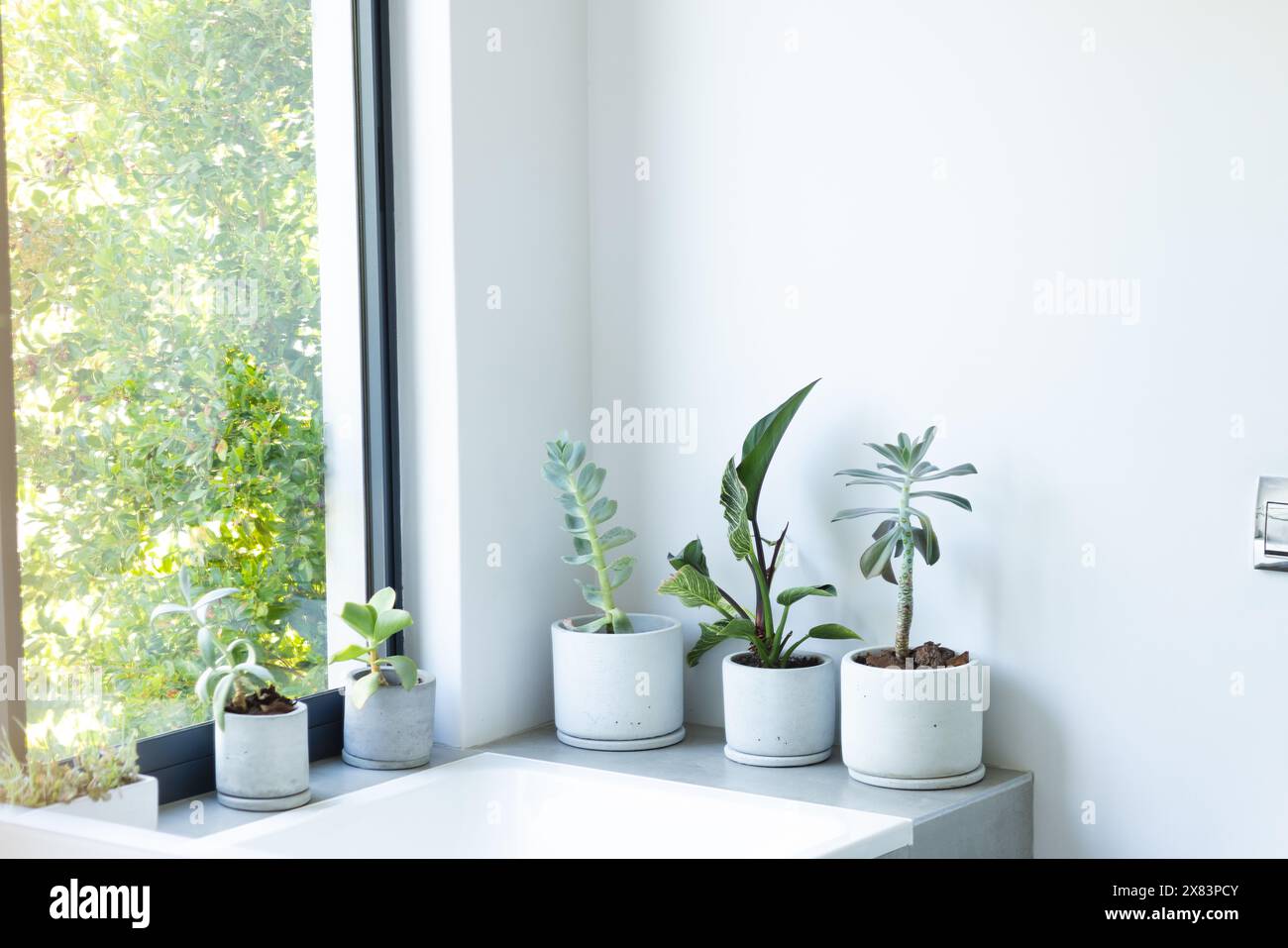 A casa, varie piante in vaso sedute su davanzale, copia spazio Foto Stock