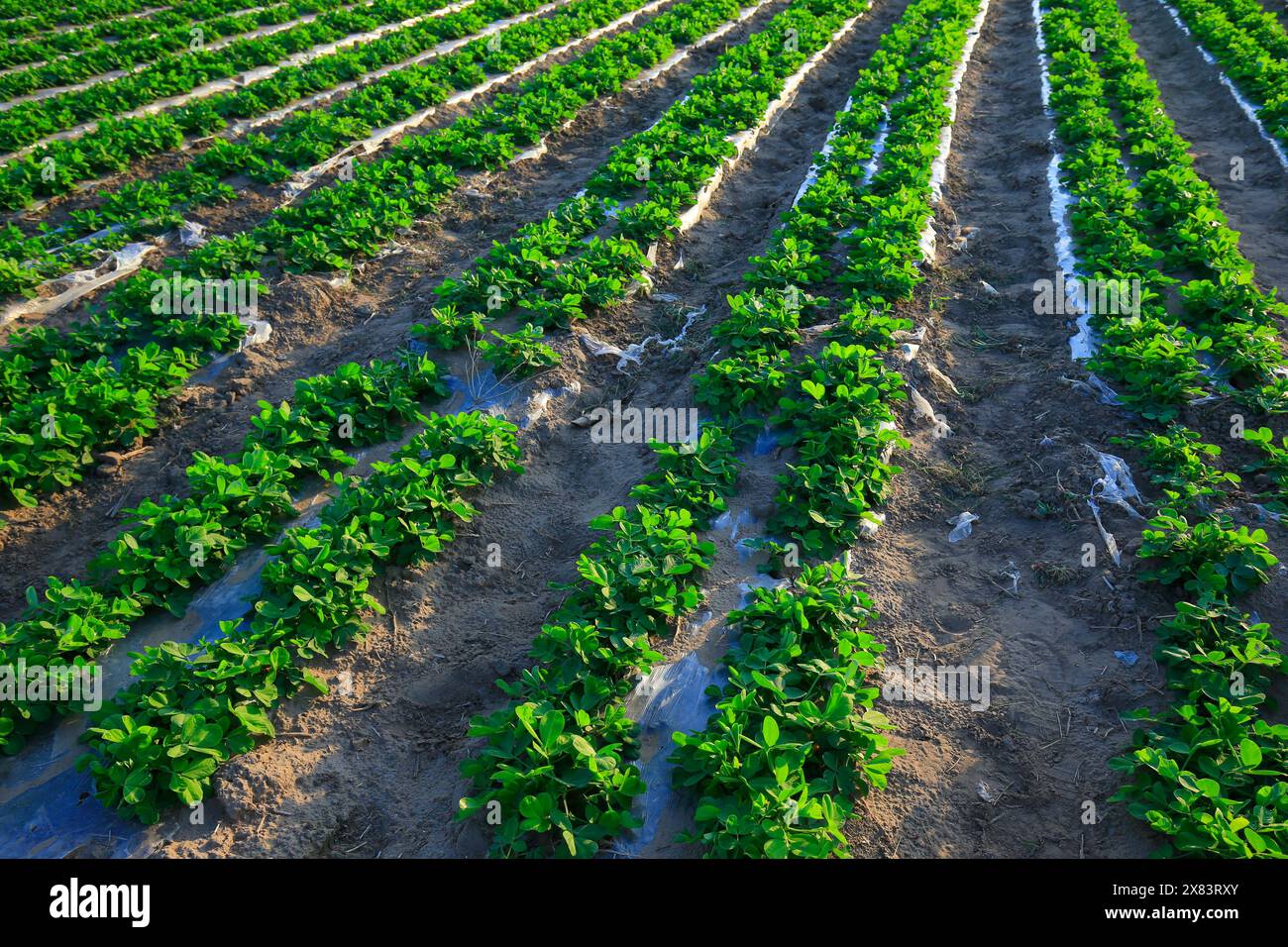 Campi di arachidi Foto Stock