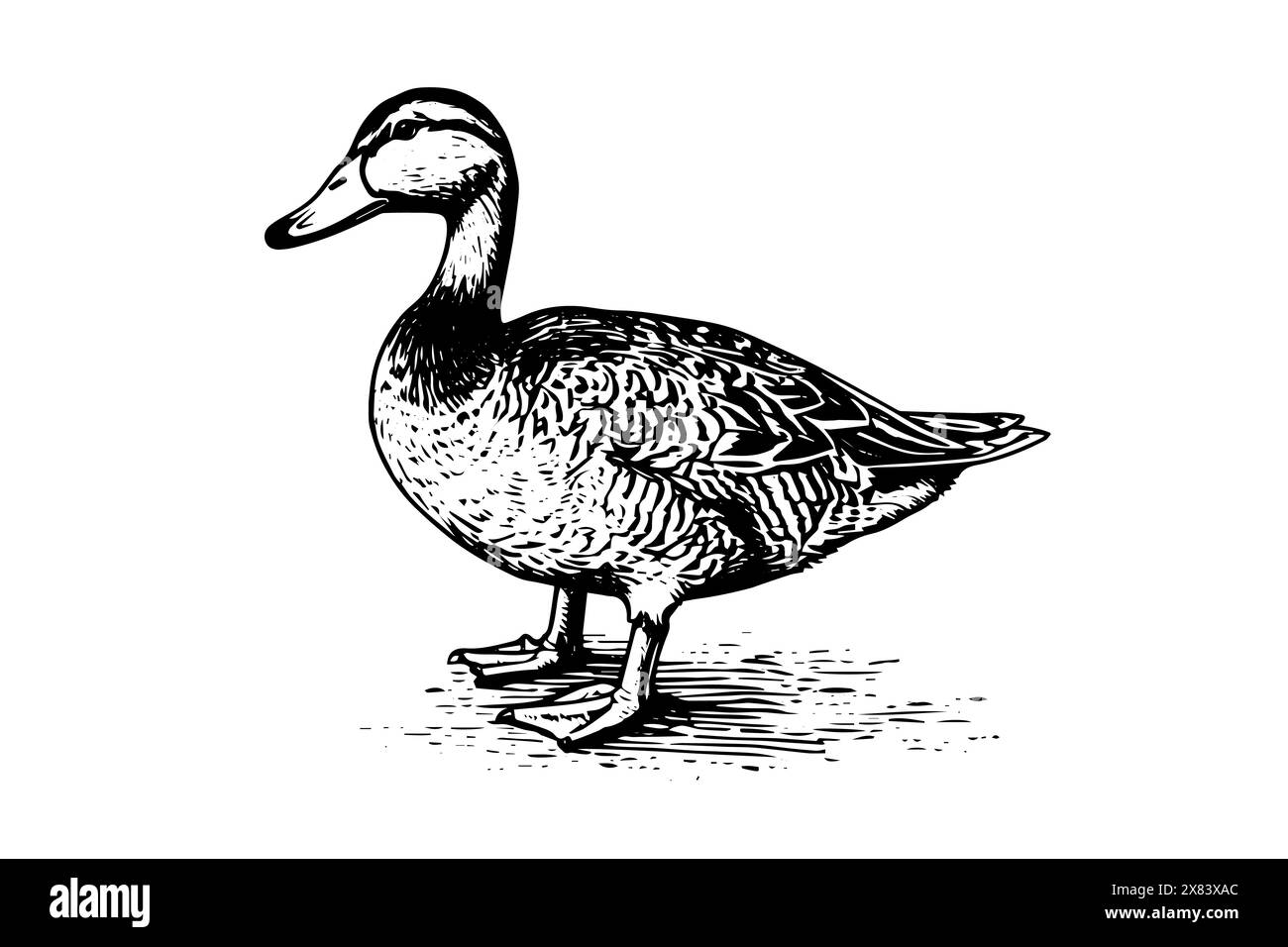 Duck disegnato a mano con inchiostro. Illustrazione vettoriale incisa. Illustrazione Vettoriale