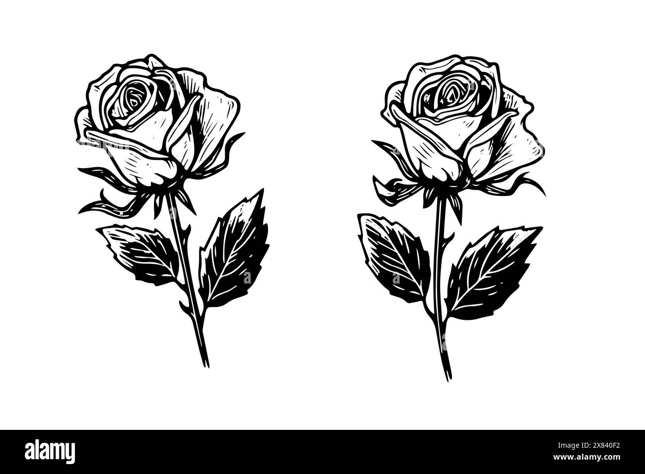 Vintage Floral Elegance: Schizzo vettoriale di rose disegnato a mano in confezione monocromatica incisa. Illustrazione Vettoriale