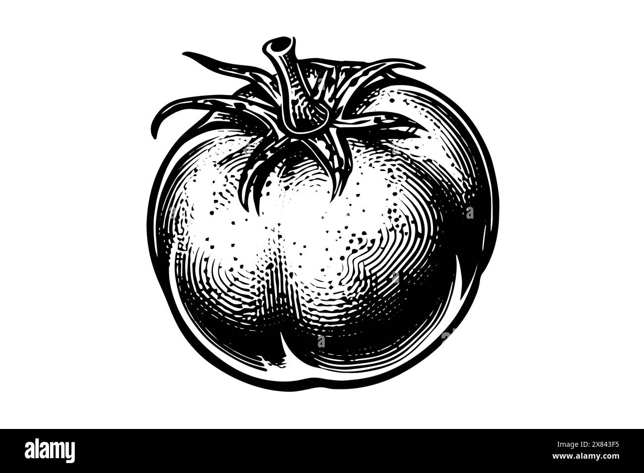 Schizzo di pomodoro vintage: Illustrazione vettoriale incisa a mano in bianco e nero. Illustrazione Vettoriale