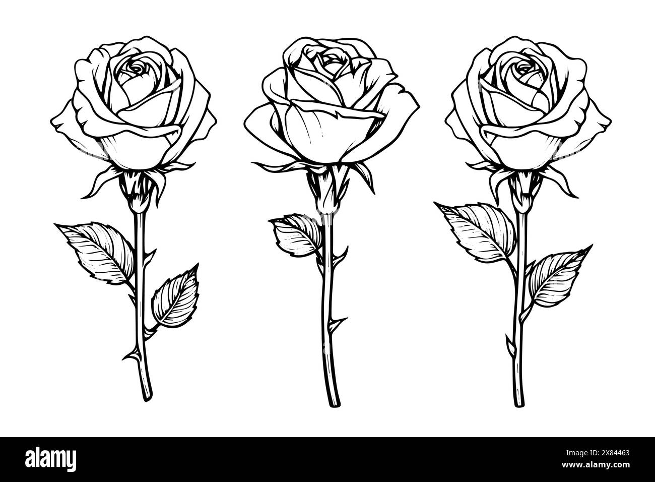 Vintage Floral Elegance: Schizzo vettoriale di rose disegnato a mano in confezione monocromatica incisa. Illustrazione Vettoriale