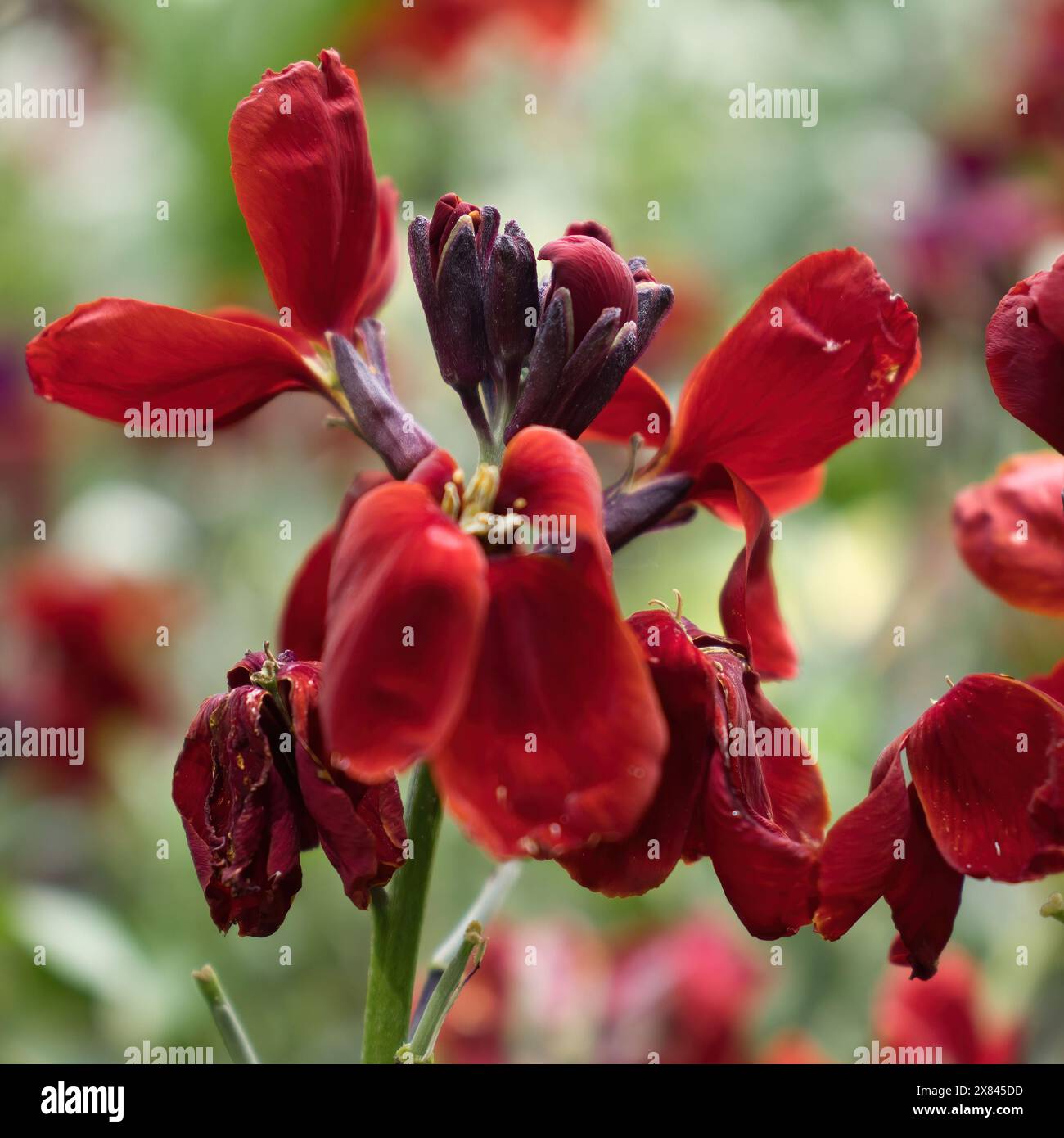 Red Wallflower, Cheiranthus cheiri, nei giardini Hermannshof di Weinheim, Germania. Foto Stock