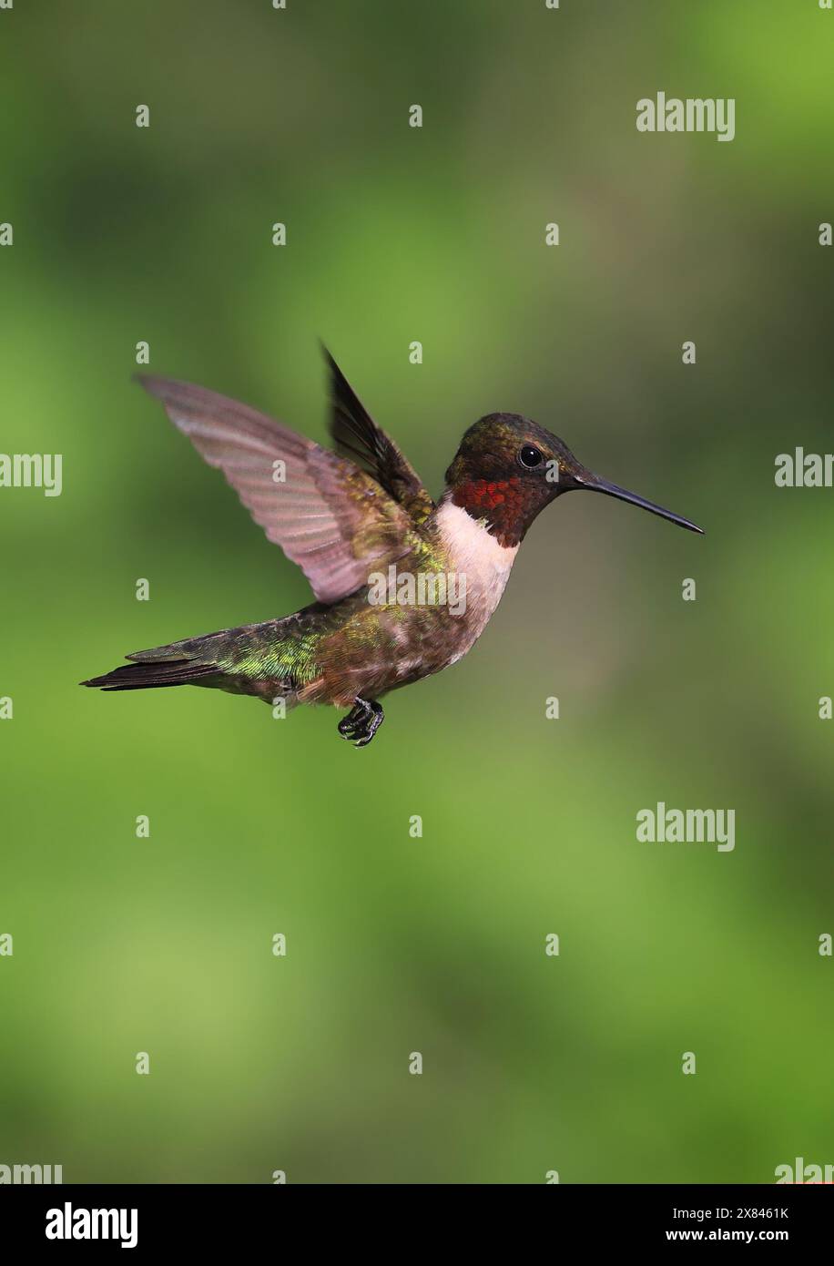 Hummingbird dalla gola rubina che vola su uno sfondo verde Foto Stock
