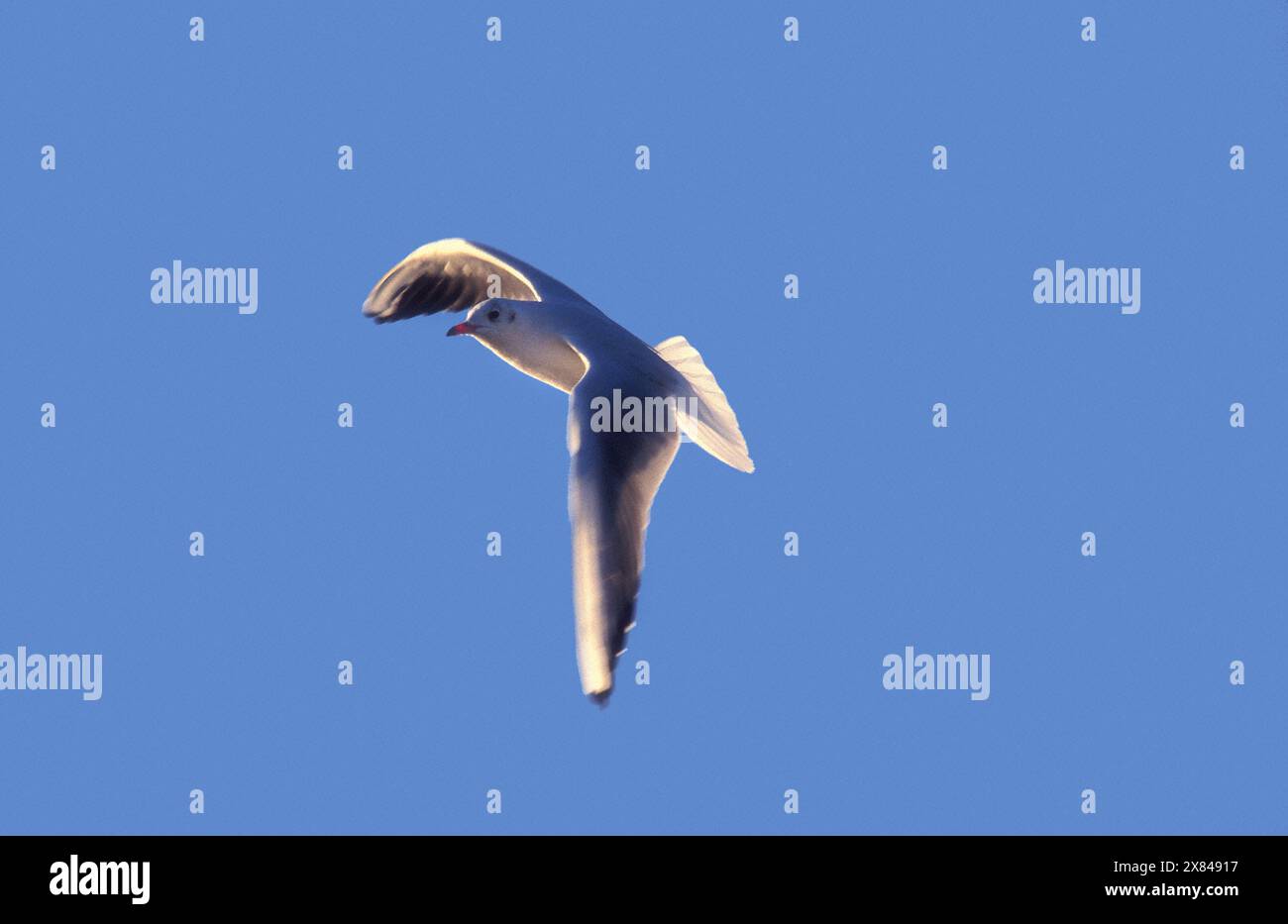 Sea Gull in volo Foto Stock