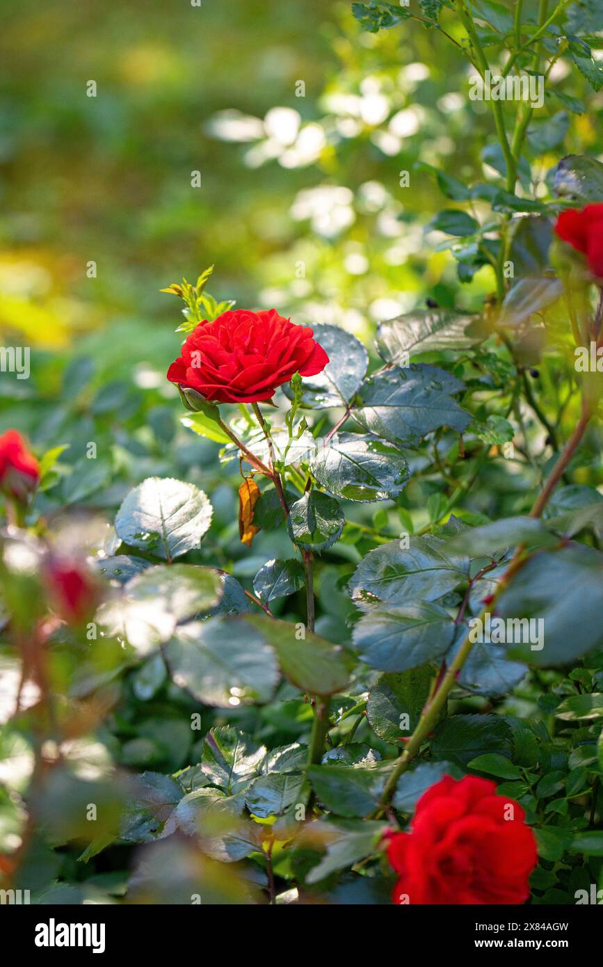 Rose rosse circondate da foglie verdi lucenti nel giardino di Ternitz, bassa Austria, Austria Foto Stock