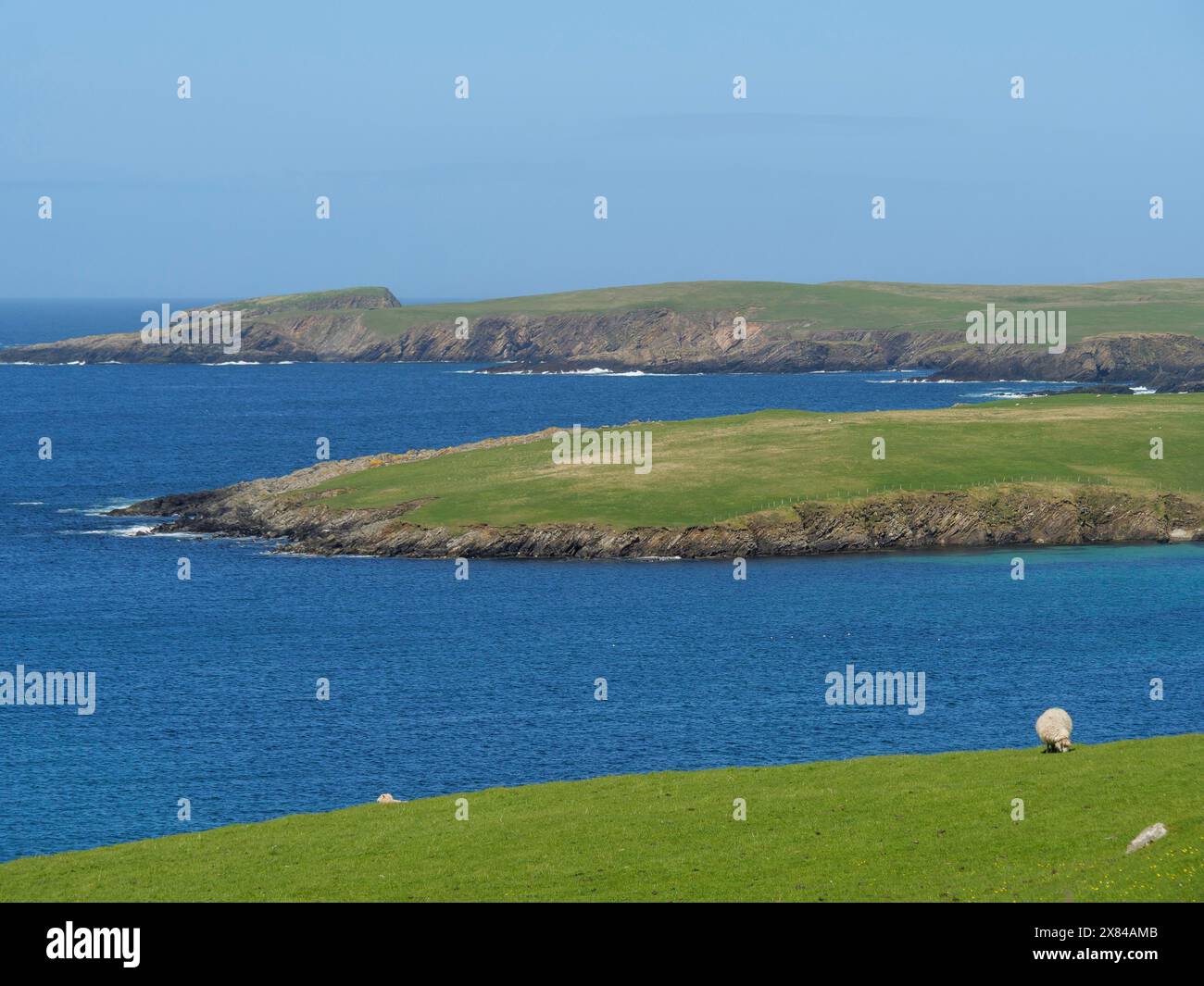 Isola verde collinare circondata dal mare blu con una pecora solitaria in primo piano sotto un cielo limpido, ampia vista su un'isola verde con piccole case Foto Stock