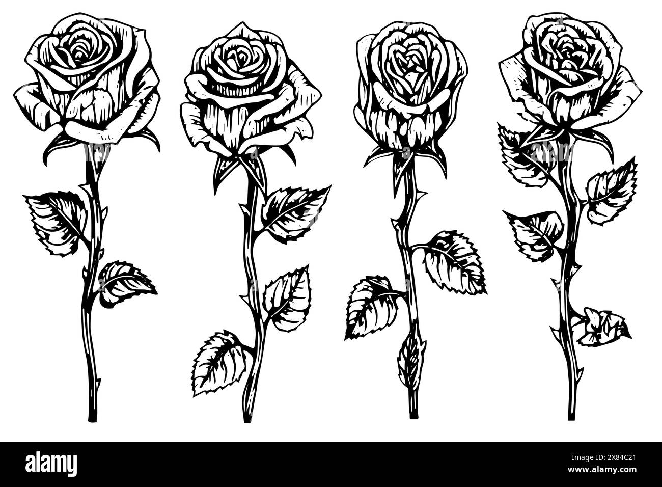 Vintage Floral Elegance: Schizzo vettoriale di rose disegnato a mano in confezione monocromatica incisa. Illustrazione Vettoriale