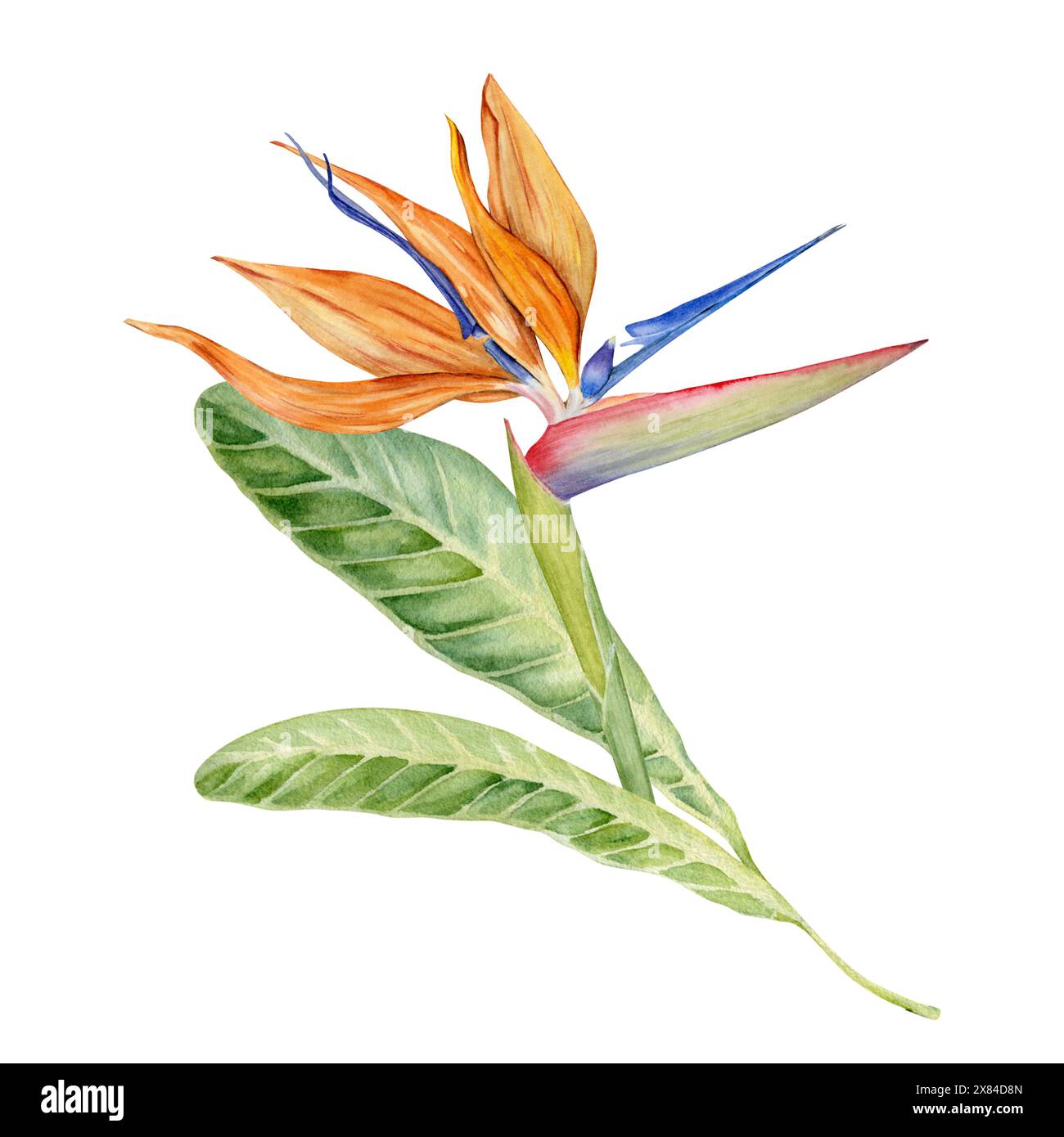 Fiore di Strelitzia con foglie tropicali. Pianta Bird of Paradise. Acquerello floreale per cartoline, loghi, pacchetti moda e cosmetici. Disegnato a mano Foto Stock