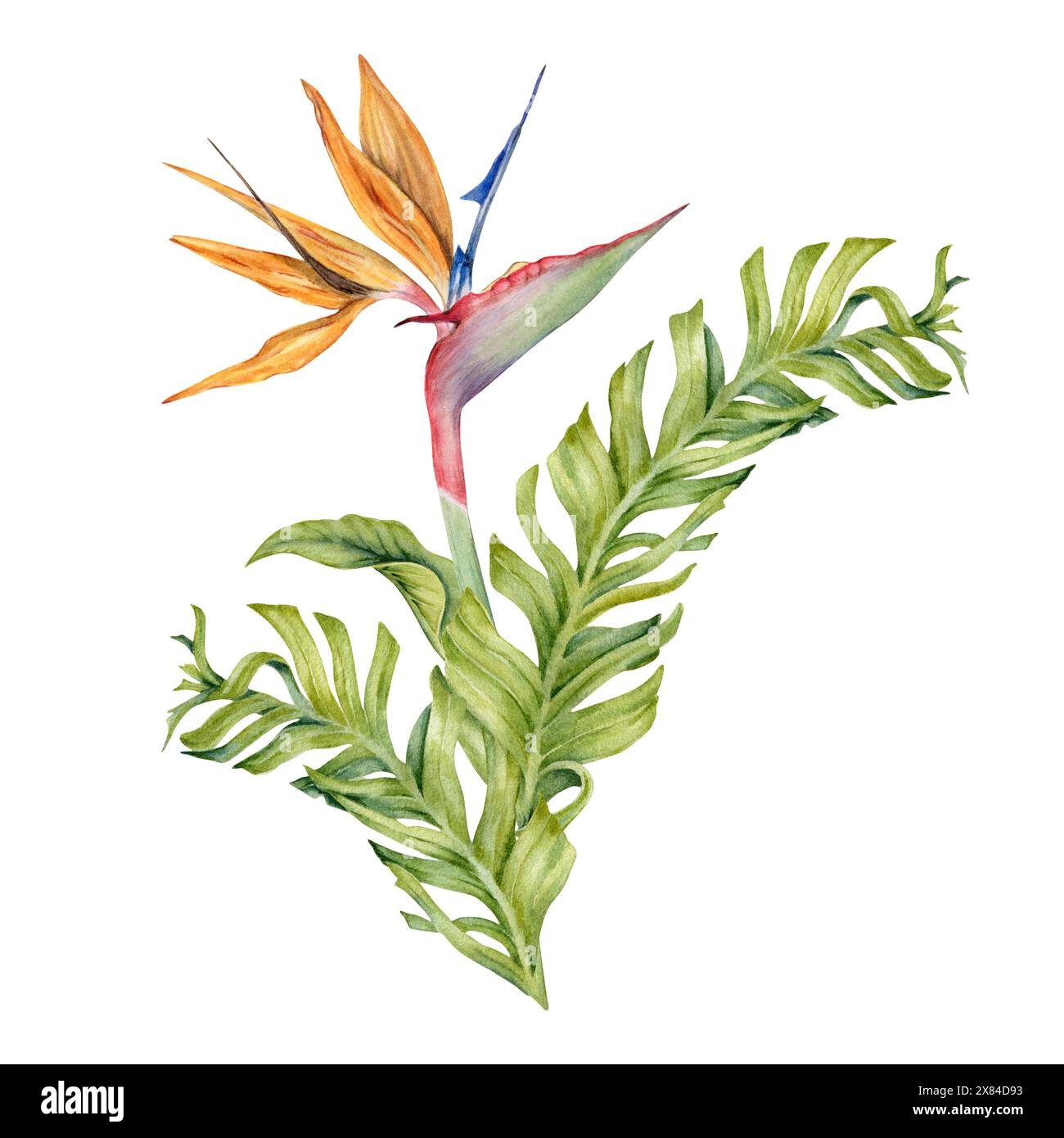 Fiore di Strelitzia con foglie tropicali. Pianta Bird of Paradise. Acquerello floreale per cartoline, loghi, pacchetti moda e cosmetici. Disegnato a mano Foto Stock