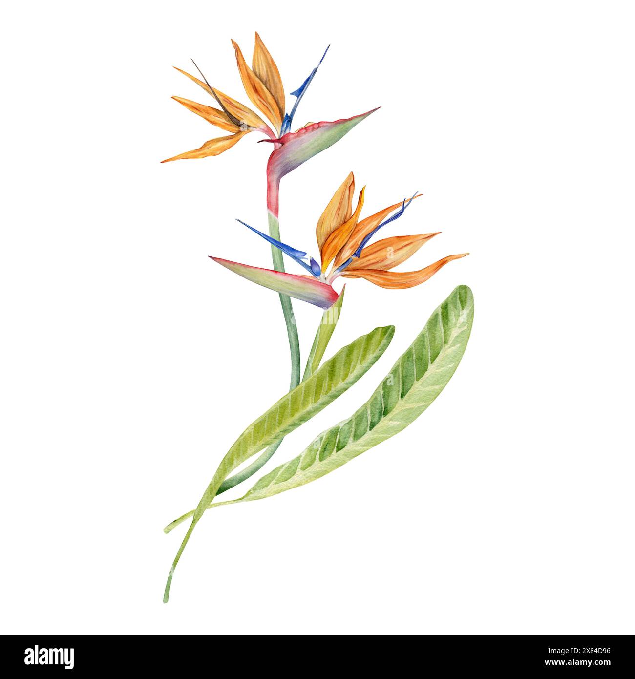 Fiore di Strelitzia con foglie tropicali. Pianta Bird of Paradise. Acquerello floreale per cartoline, loghi, pacchetti moda e cosmetici. Disegnato a mano Foto Stock