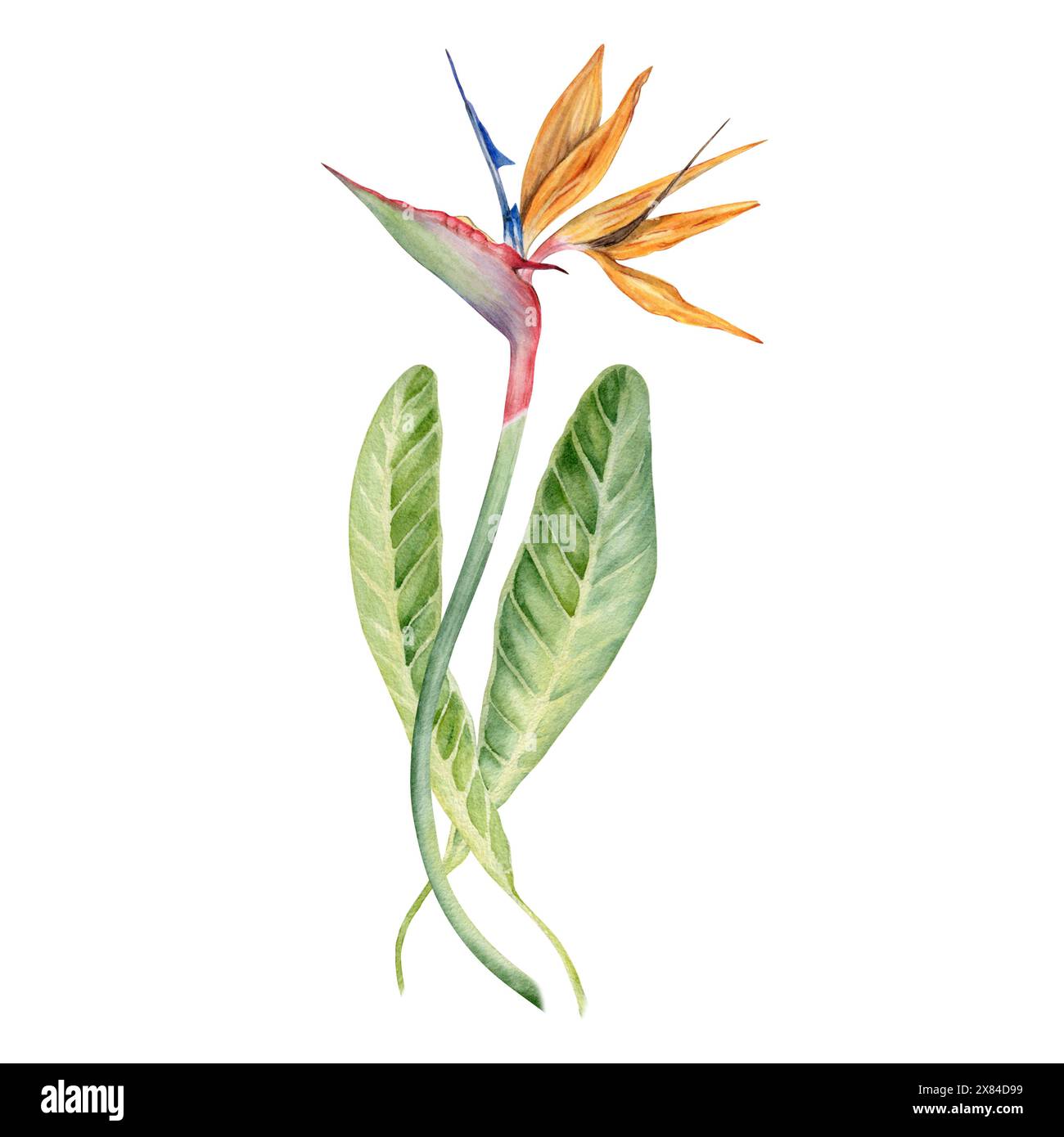 Fiore di Strelitzia con foglie tropicali. Pianta Bird of Paradise. Acquerello floreale per cartoline, loghi, pacchetti moda e cosmetici. Disegnato a mano Foto Stock