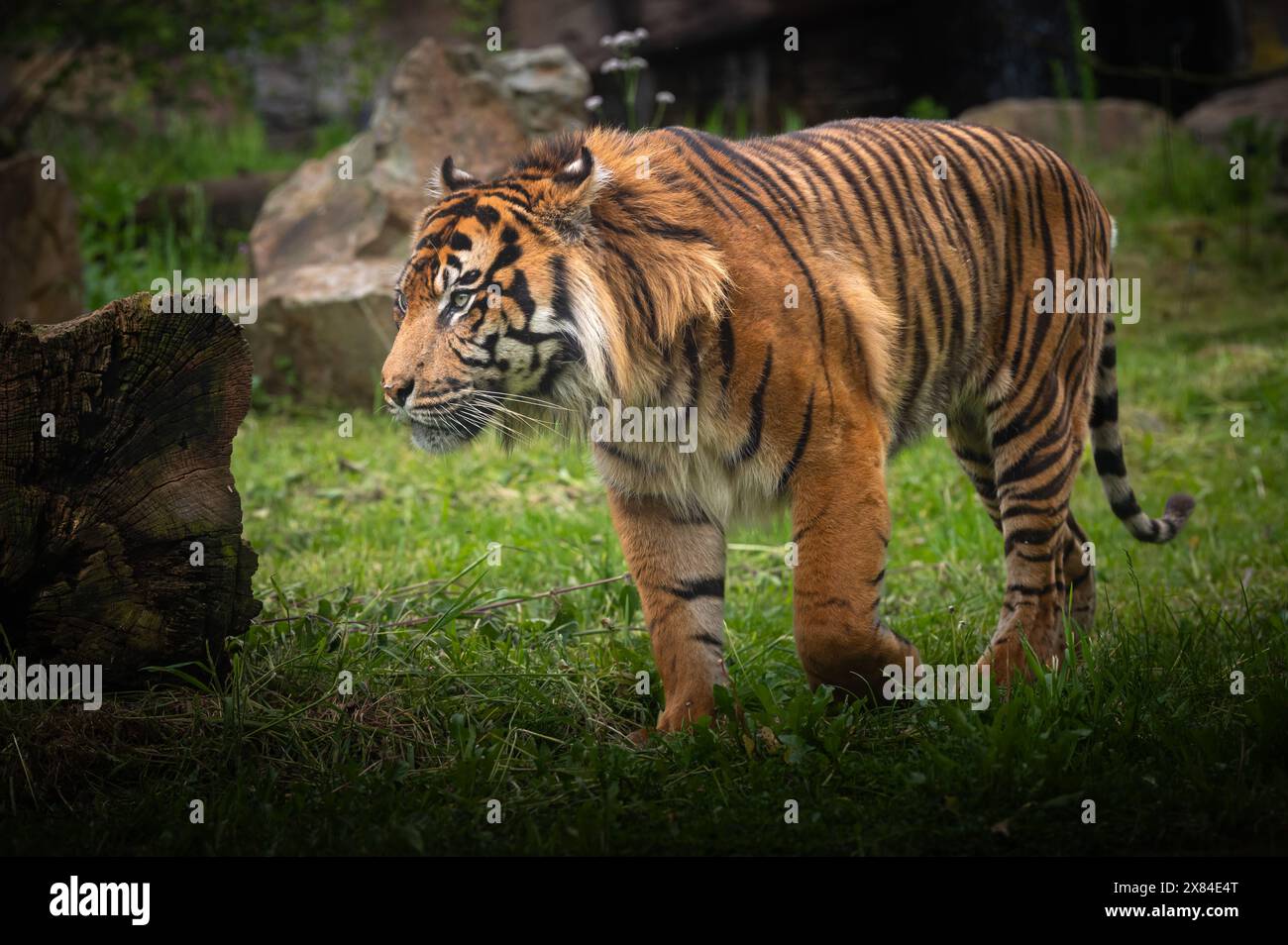 Tigre di Sumatra che cammina nella natura. Foto Stock