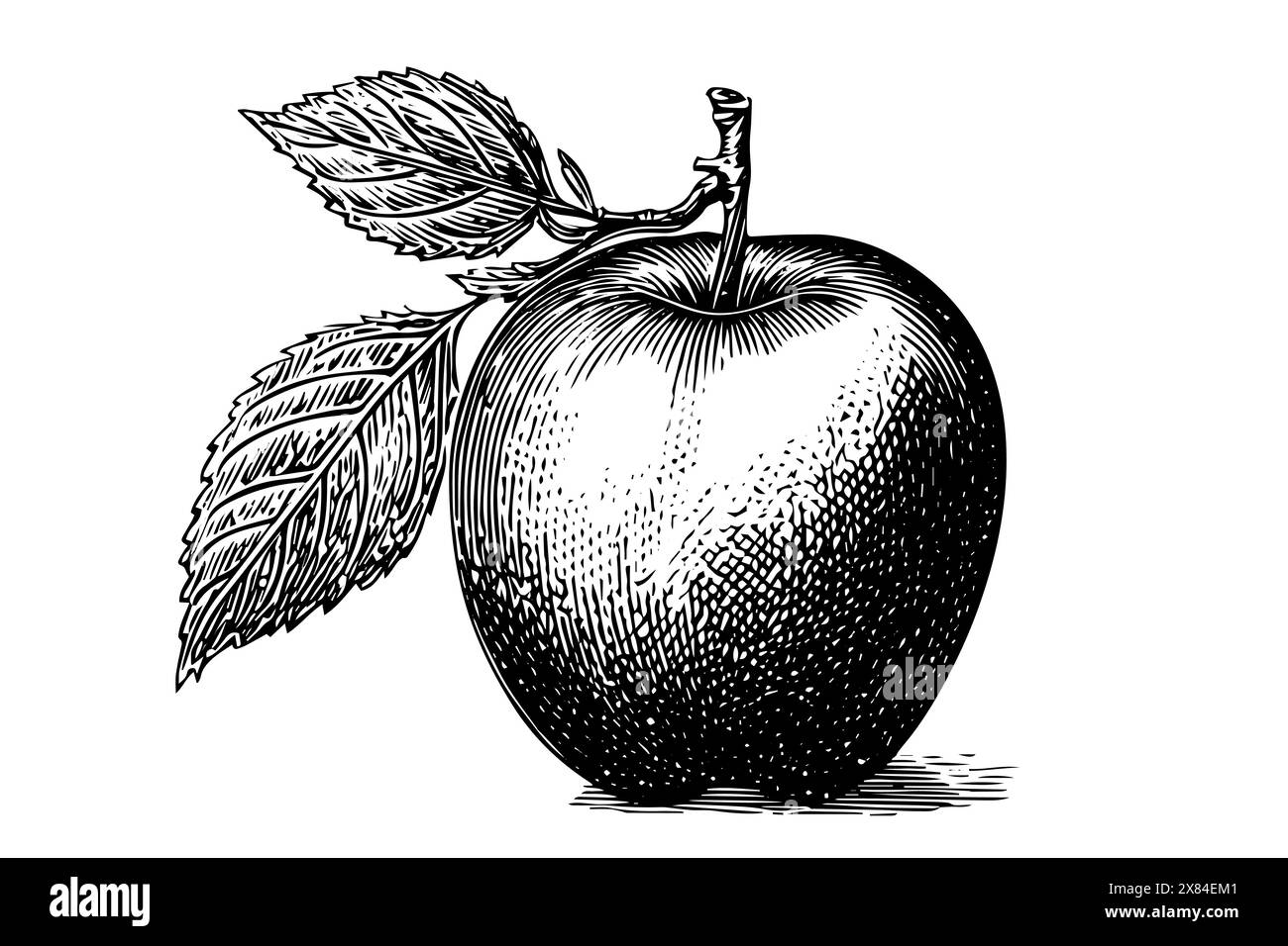 Schizzo a inchiostro disegnato a mano da Apple Fruit. Illustrazione vettoriale incisa. Illustrazione Vettoriale