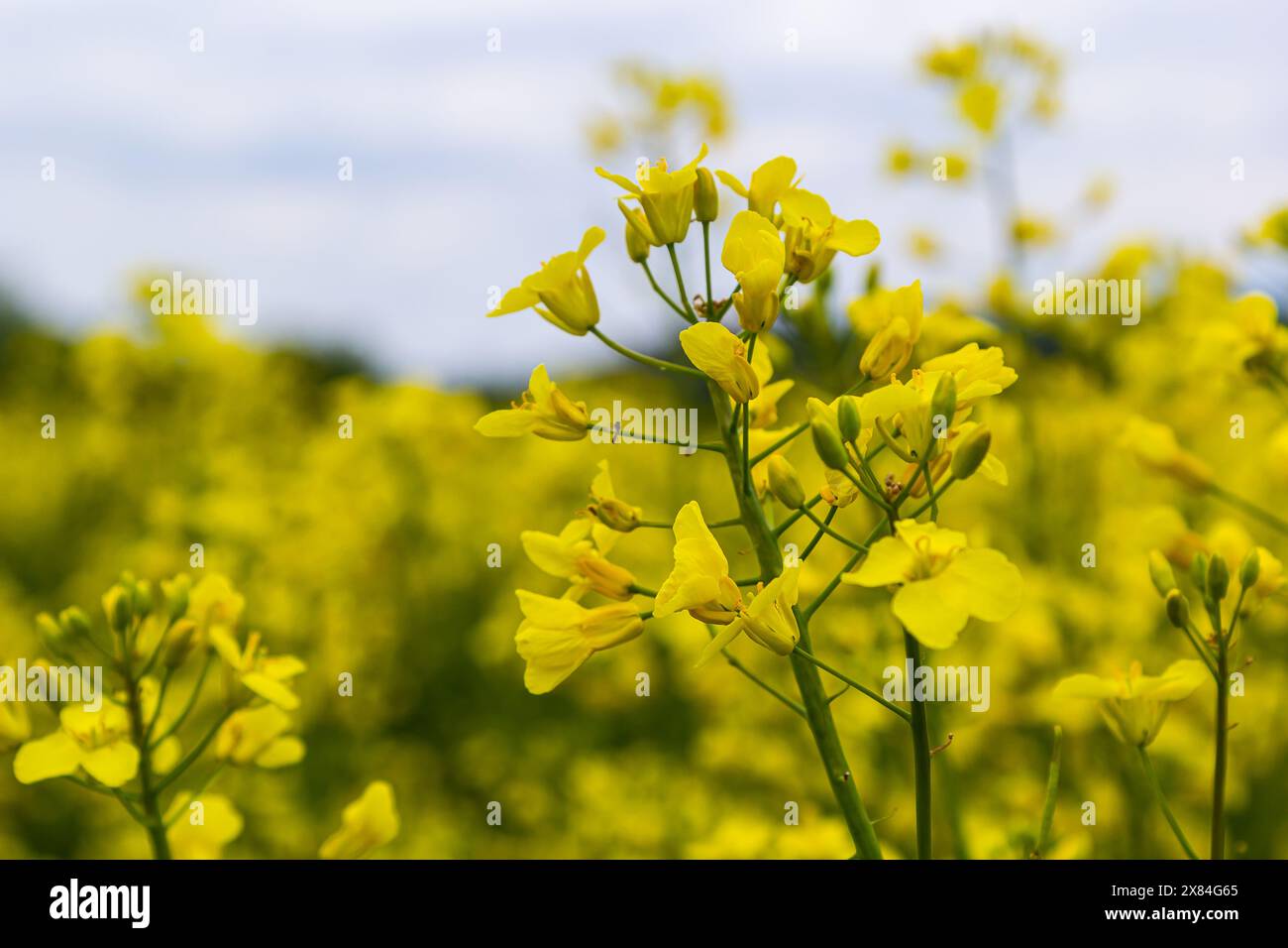 Campo di canola in fiore e cielo blu con nuvole tempestose. Foto Stock