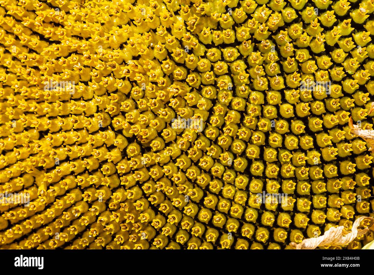 il bellissimo campo di girasoli si avvicina al sole. Foto Stock