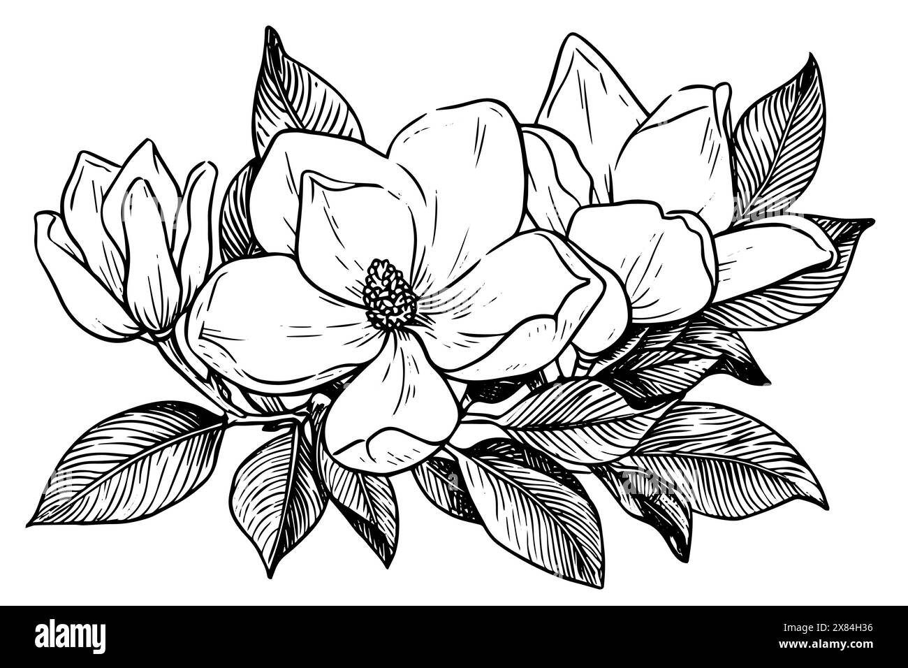 Magnolia fiore disegnato a mano inchiostro sketc. Illustrazione vettoriale in stile retrò incisa. Illustrazione Vettoriale