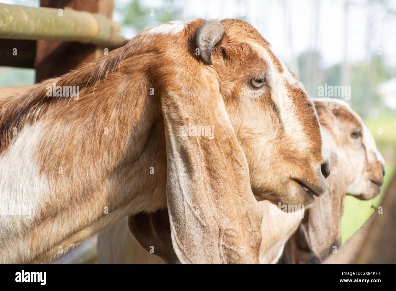 Vista laterale di una capra bruna con ampie orecchie, un animale sacrificale per i musulmani, Eid Adha Foto Stock